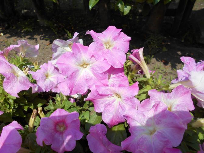 DSCN0960.JPG